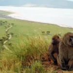 baboon cliff in lake nakuru national park